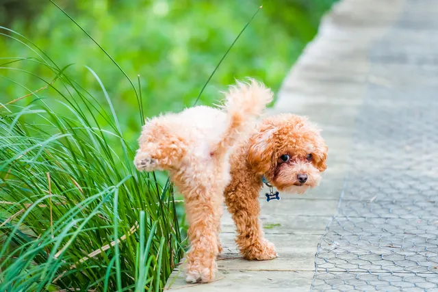 DIY Repellents for the Dog Who Thinks Everywhere Is His Toilet