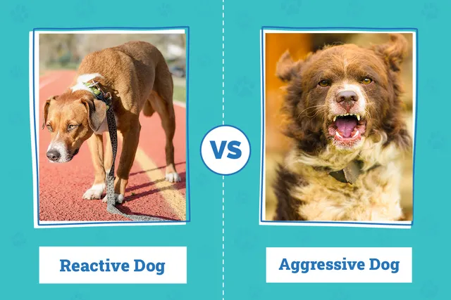 Reactive vs Aggressive Dog: Vet-Reviewed Differences