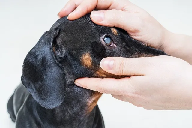 How Much Does Dog Cataract Surgery Cost? 2026 Price Guide