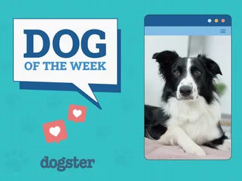 Dogster Photo Contest: Dogs of the Week Winners (October 2, 2025)