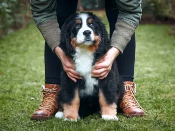 Is a Bernese Mountain Dog Good for a First Time Dog Owner? Pros, Cons & Facts