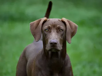Labmaraner (Labrador Retriever & Weimaraner Mix): Info, Pictures & Care