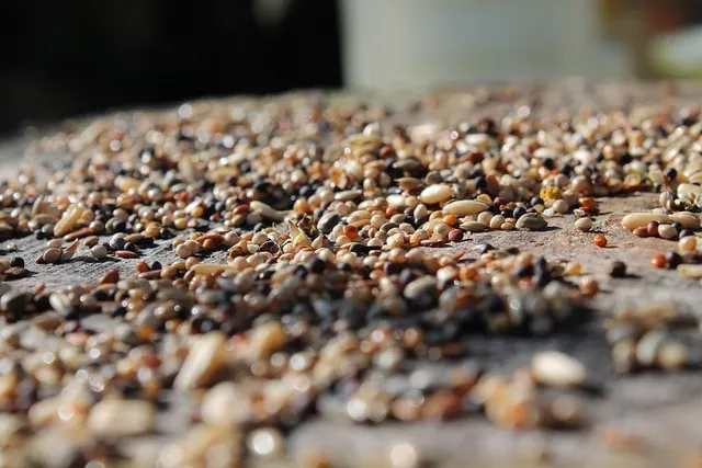 My Dog Keeps Eating Birdseed, What Should I Do? Vet-Approved Tips