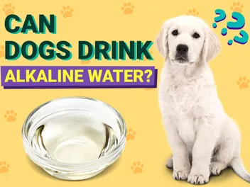 Can Dogs Drink Alkaline Water? Benefits & Safety Advice (Vet Answer)