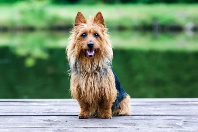 Australian Terrier Dog Breed: Info, Pictures, Traits & Care