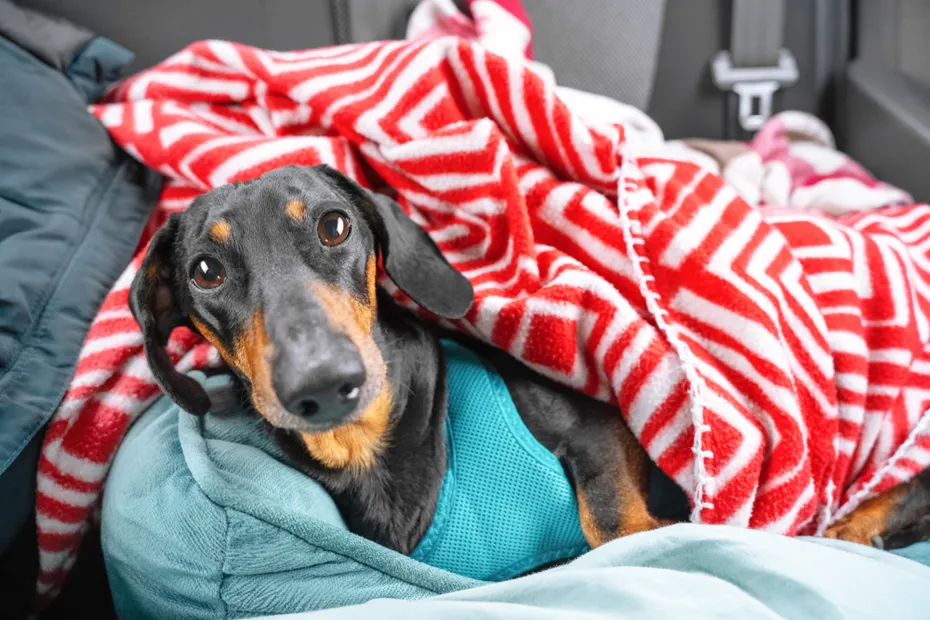 dachshund dog lying at the backseat of car