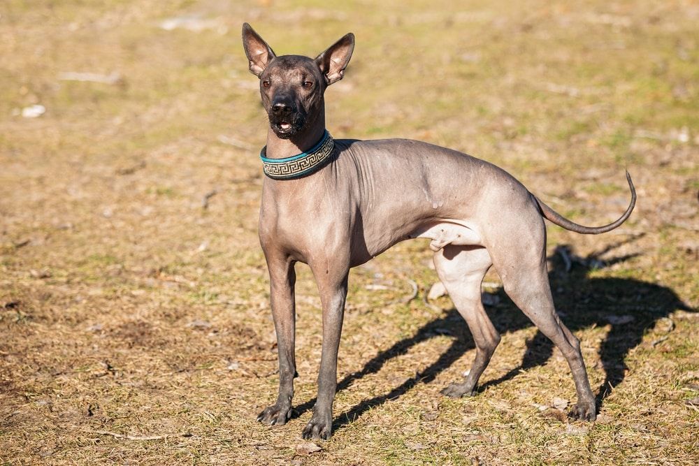 xoloitzcuintlis dog outdoor