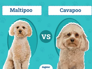 Maltipoo vs. Cavapoo: What’s the Difference? (With Pictures)