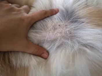 Can Dogs Get Psoriasis? Our Vet Explains