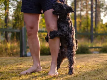 Why Does My Dog Hump My Leg? 4 Vet-Verified Reasons & Tips to Stop It