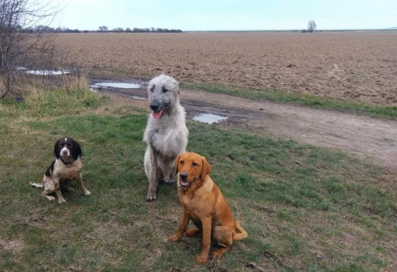 Remus & Friends - at least this was just mud