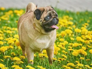 Apricot Pug: Info, Pictures, History & Origin