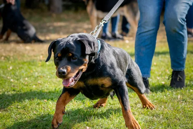 Why Do Dogs Pull on Their Leash? 3 Vet-Reviewed Reasons & How to Stop It