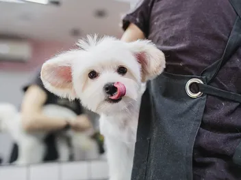 How to Groom a Maltese: 10 Vet-Approved Tips
