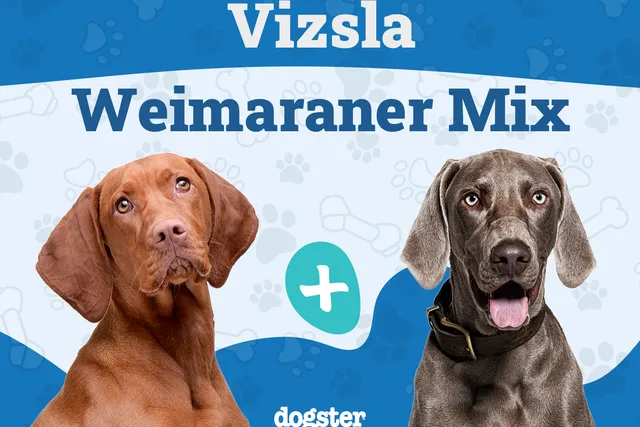 Vizmaraner (Vizsla Weimaraner Mix): Info, Pictures, Care Guide & More