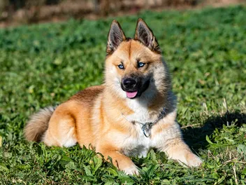 10 Best Dog Foods for Pomskies in 2026 - Reviews & Top Picks