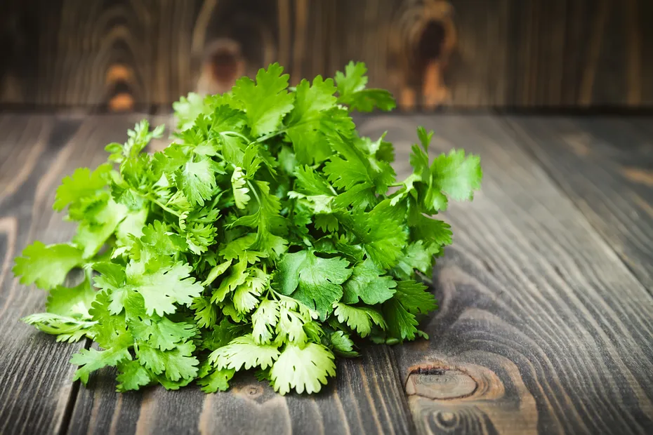 Fresh green cilantro on wooden surface
