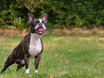Brindle Boston Terrier: Info, Pictures, Facts & History