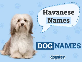 150+ Havanese Names: The Best & Most Popular in 2026