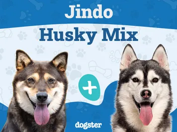 Jindo Husky Mixed Breed: Info, Pictures, Care & More