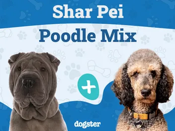 Shar-Poo (Shar-Pei & Poodle Mix): Info, Pictures, Care & More