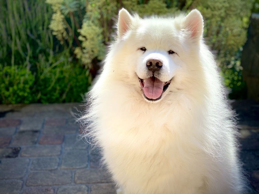 3D White cute samoyed Dog with mouth open