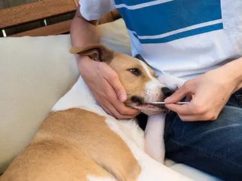 How to Read Your Dog’s DNA Test Results: 5 Vet-Verified Steps