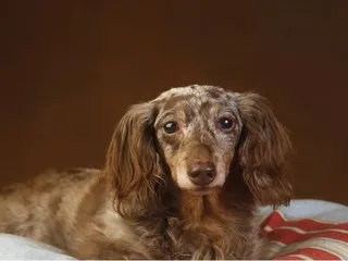 Double Dapple Dachshund: Info, Pictures, Origin & History