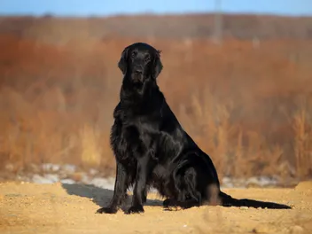 Flat-Coated Retriever Dog Breed: Info, Pictures, Care & More