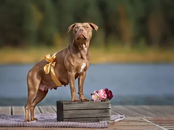 How Long Will My Pit Bull Be Pregnant? Vet-Reviewed Facts & FAQ