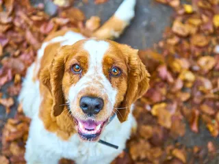 Welsh Springer Spaniel: Info, Pictures, Facts, & Traits