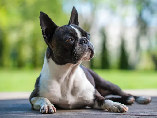 Boston Terrier