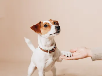 1-Year-Old Dog: What to Expect? Vet-Verified Care Facts