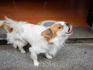 Do Dogs Have Vocal Cords? Canine Vocalization Explained (Vet-Reviewed)