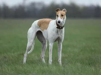 Greyhound Dog: Breed Info, Pictures, Traits & Care