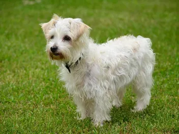 Jack A Poo (Jack Russell Terrier & Miniature Poodle Mix): Info, Pictures & Care