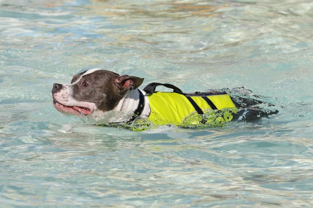Pitbull-swimming-in-the-pool-in-a-life-vest