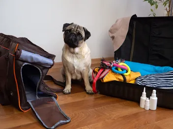 Importing Dogs to USA: 6 Vet-Verified Tips for Bringing Your Pup Back Home