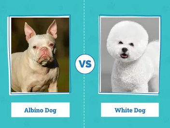 Albino Dogs vs. White Dogs: Vet Explained Differences