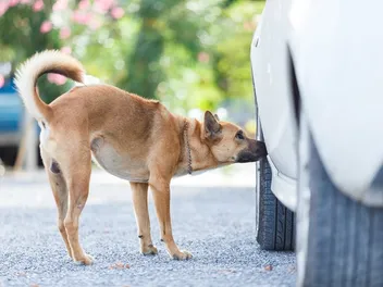 How Far Can Dogs Smell? Average & Max Distance
