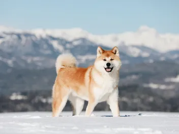What Is a Double-Coated Dog? Vet-Verified Info, Breed Examples & Care Guide