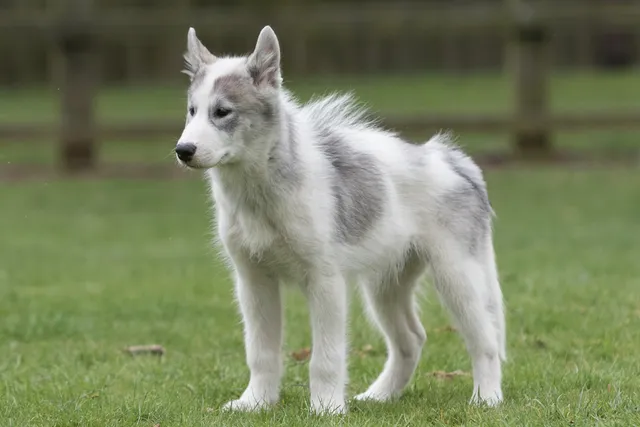 Canadian Eskimo Dog Breed: Info, Pictures, Traits & Care