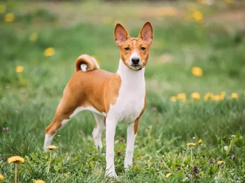 10 Oldest Dog Breeds (With Info & Pictures)
