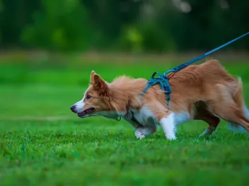 How Should a Dog Harness Fit? Types, Ideal Size & Measuring Tips