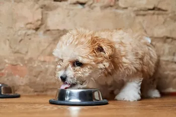 Maltipoo-puppy-eats-from-a-metal-bowl