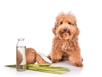 10 Best Coconut Oil Products for Dogs in 2026 - Reviews & Top Picks