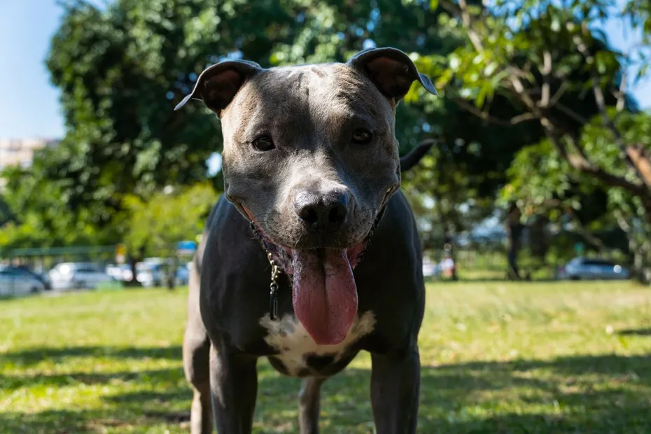blue nose pit bull dog playing on a dog park