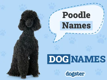 150+ Poodle Names: Cute, Classy & Popular Ideas