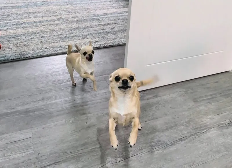 Dinner is an exciting time for Ned & Fred