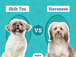 Shih Tzu vs Havanese: Main Differences (With Info & Pictures)